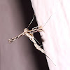 Plume Moth