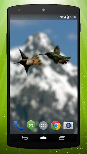 Hummingbirds Live Wallpaper