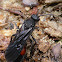 Velvet Ant ♂