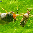 Red head big-eyed bug