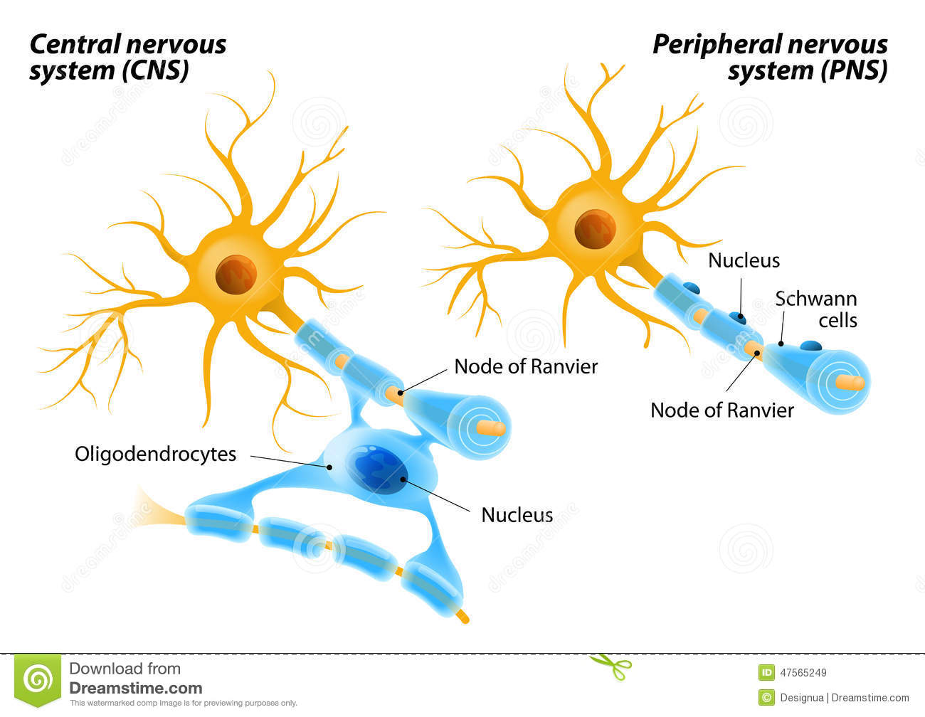 Oligodendrocytes cells