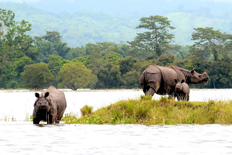 Kaziranga_National_Park