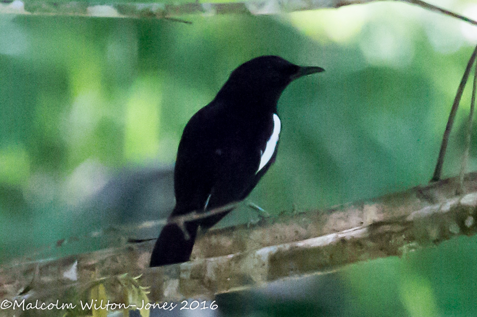 Oriental Magpie Robin