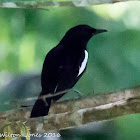 Oriental Magpie Robin