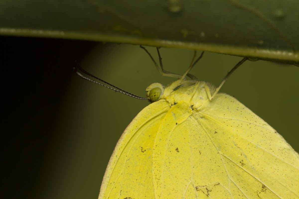 Yellow Butterfly