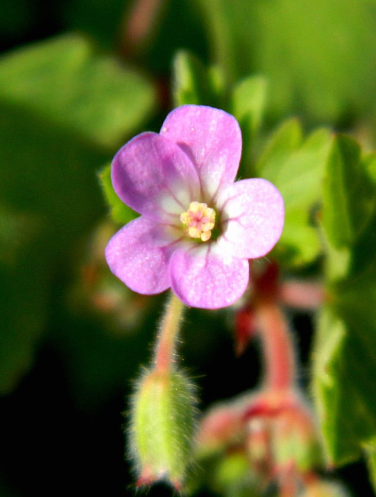 Roundleaf geranium