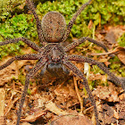 Black jaw huntsman