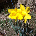 Daffodil