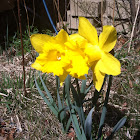 Daffodil