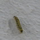 Caterpillar