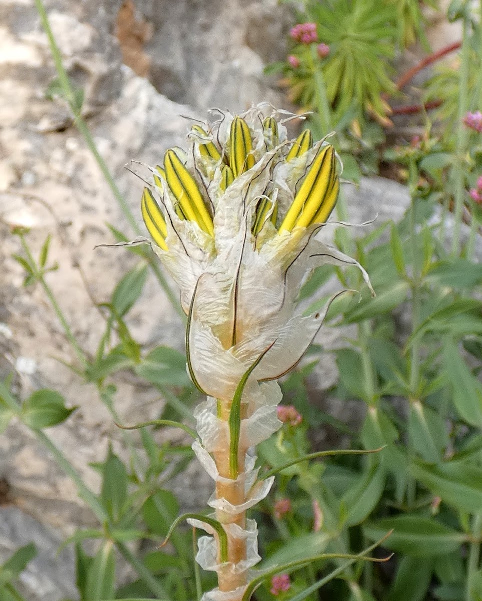 Yellow Asphodel