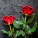 Rose HD Wallpapers icon