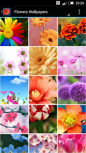 Flowers Wallpapers