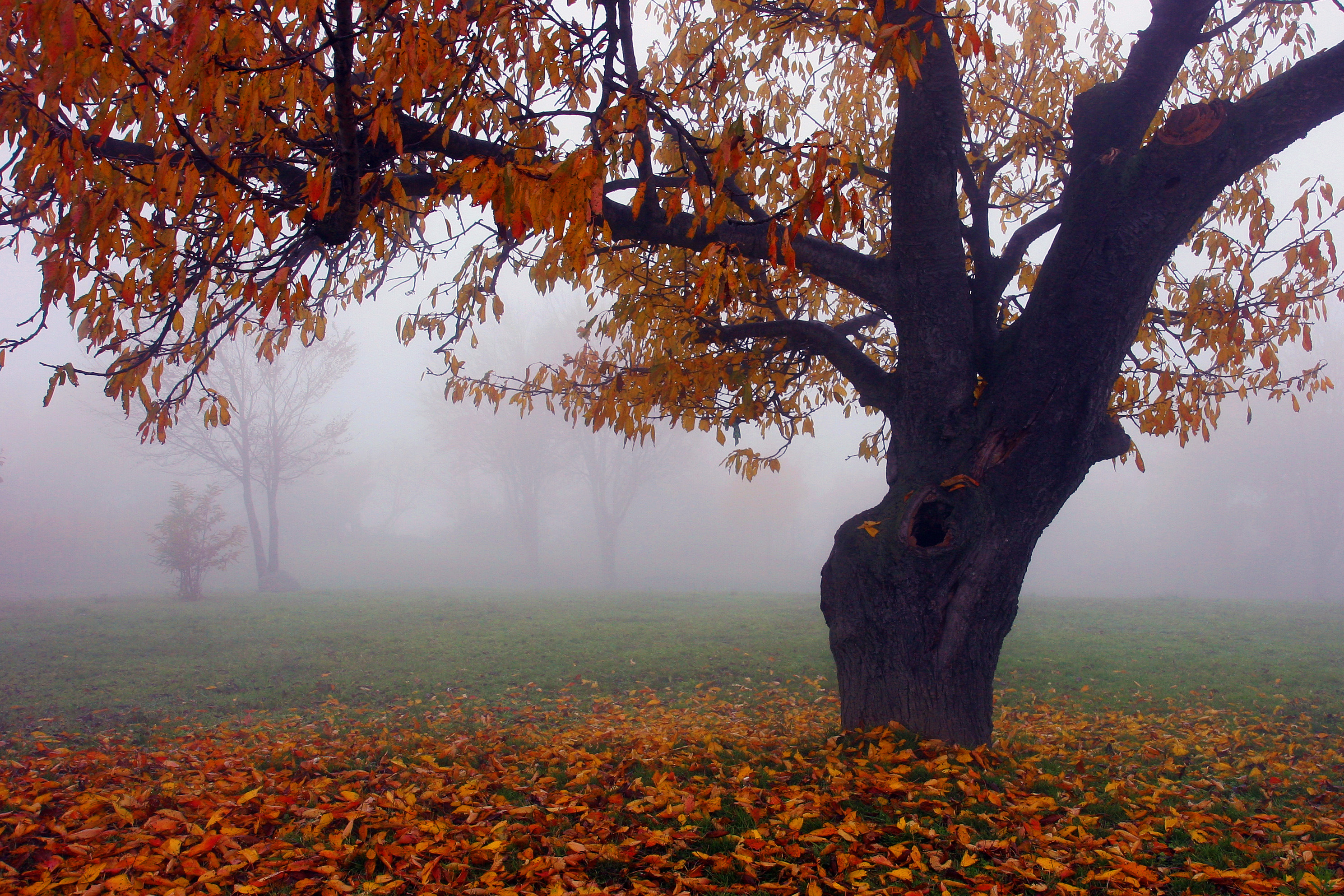 Autunno sui colli di Zaporogo