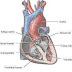 18+ Soal Anatomi Fisiologi Jantung