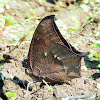 Goatweed Leafwing