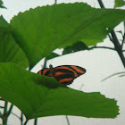 Tiger Butterfly