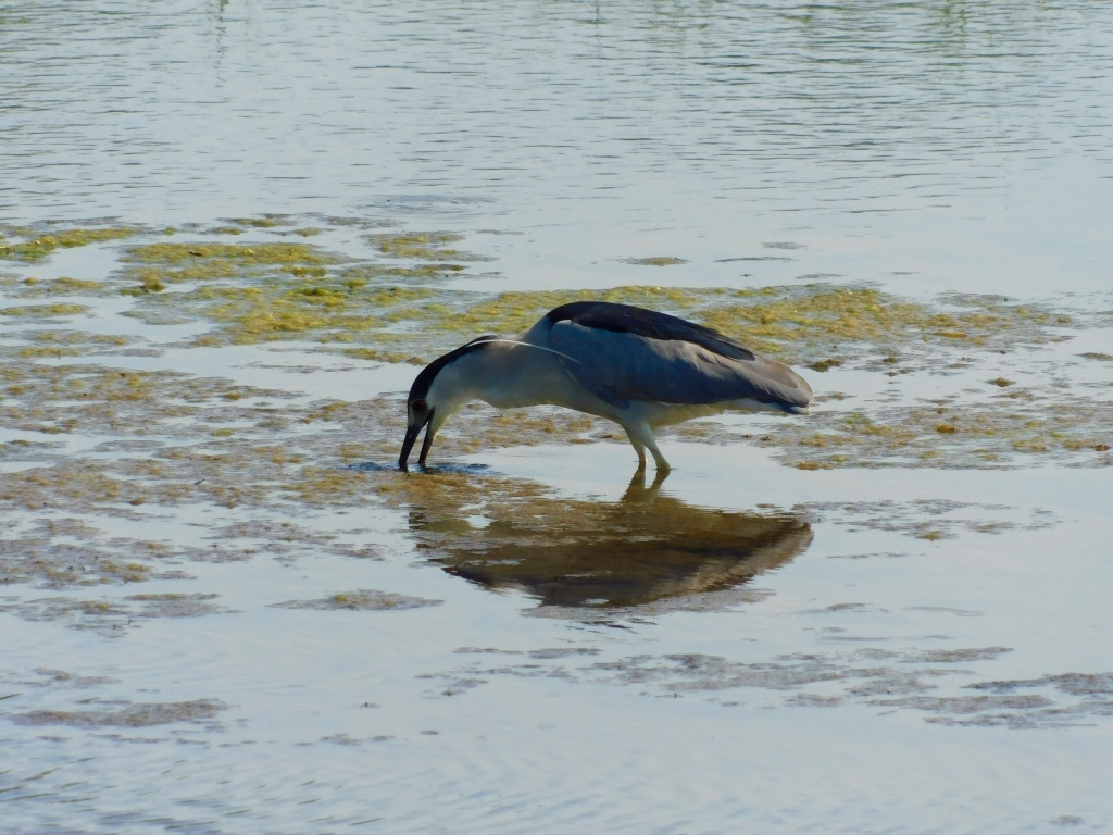 Black-crowned night heron