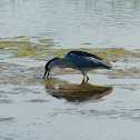 Black-crowned night heron