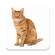 Download ¿Qué raza de gato elegir? ¿Cual es ideal para mi? For PC Windows and Mac 1.9602