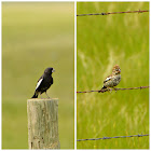 Lark Bunting