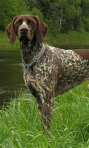 免費下載個人化APP|German Shorthaired Pointer app開箱文|APP開箱王