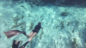 Freediving & Spearfishing for Bahamas Lionfish and Lobster thumbnail
