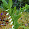 Scented Solomon's seal