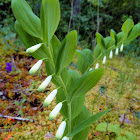 Scented Solomon's seal