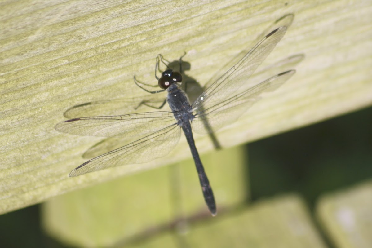 Seaside Dragonlet