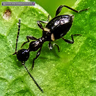 Ant-mimicking Beetle