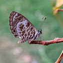 Common Zebra Blue