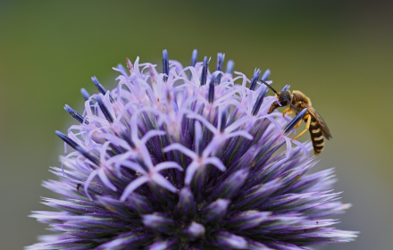 Bee and flower small promo image