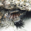 Lionfish