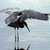 Reddish egret