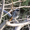 Black Redstart; Colirrojo Tizón