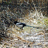 Eurasian magpie