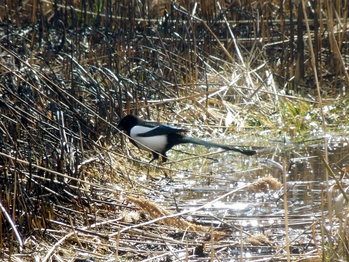 Eurasian magpie