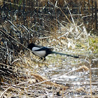 Eurasian magpie