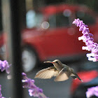 Berylline Hummingbird