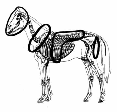 The harness on the body of the animal gives communication, control padding and position.