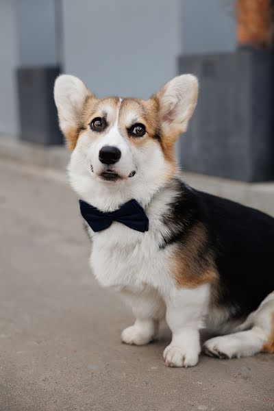 Fotógrafo de casamento Dmitriy Isaev (isaevdmitry). Foto de 24 de março 2023