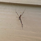 Gold silk orb-weaver