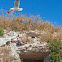 silver gull (seagull, in flight)