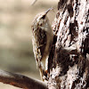 Brown Creeper