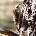 Brown Creeper