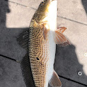 Red Drum