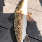 Red Drum