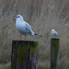 The black-headed gull