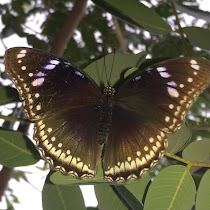 Butterflies of Malacca & N. Sembilan